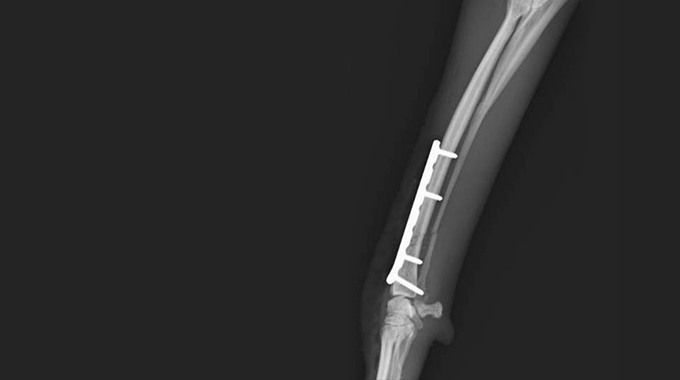 特殊外科 神経外科 整形外科